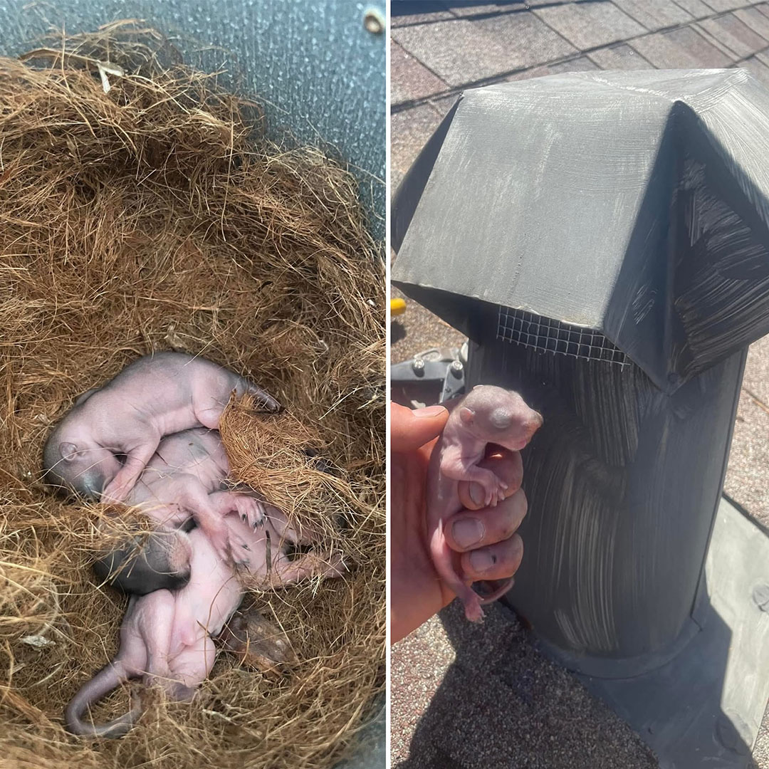 Nest of baby rodents found inside a roof vent next to the vent pipe that was sealed to keep wildlife out